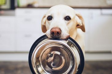horari-d-alimentacio-pels-gossos