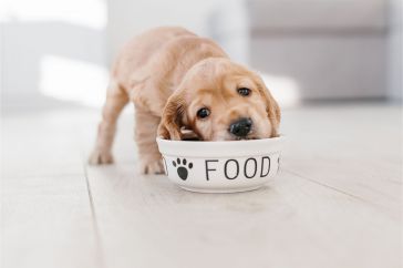 comida-para-perros-con-estomago-sensible